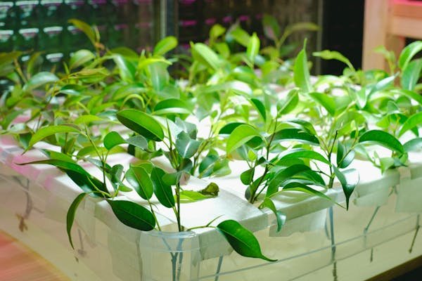 Led horticole pour les professionnels : un investissement rentable